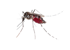 mosquito control service