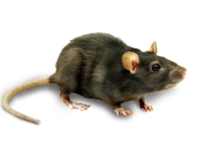 rodent/rat control service