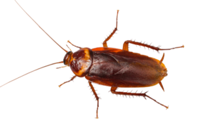 Cockroach control service