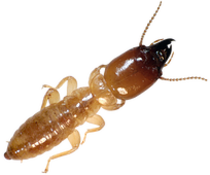 Termite control service