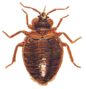 Bed bug control service