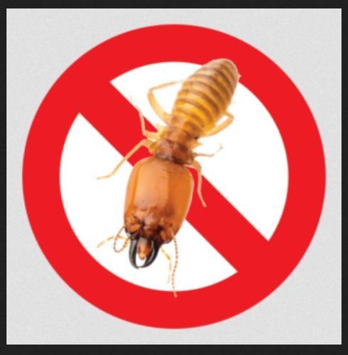 insects
